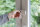 ABUS Fenster-Zusatzsicherung DFS95 W AL0089